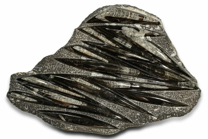 Polished Fossil Orthoceras (Cephalopod) Plate - Morocco #338343